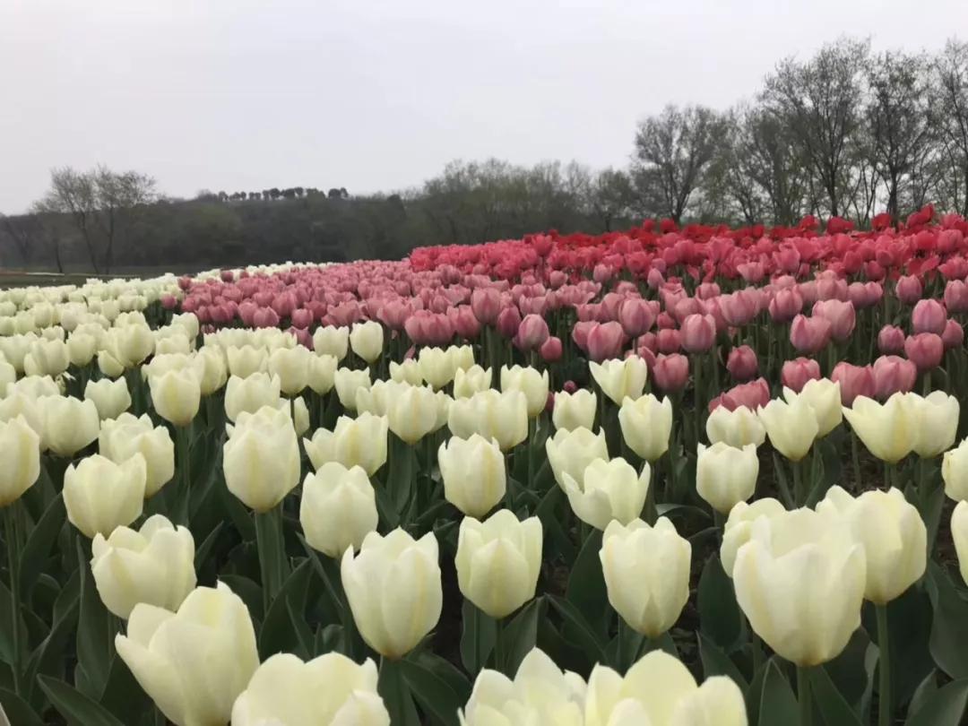 双流空港花田十月份有什么活动,双流空港花田赏花