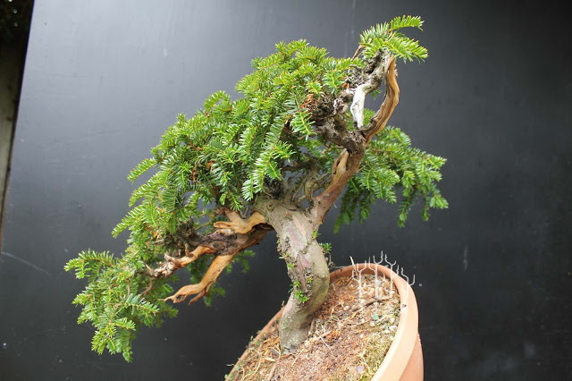 红豆杉盆景整形蟠扎视频,红豆杉蟠扎盆景