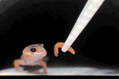 怎么养爬宠守宫,爬宠守宫怎么养