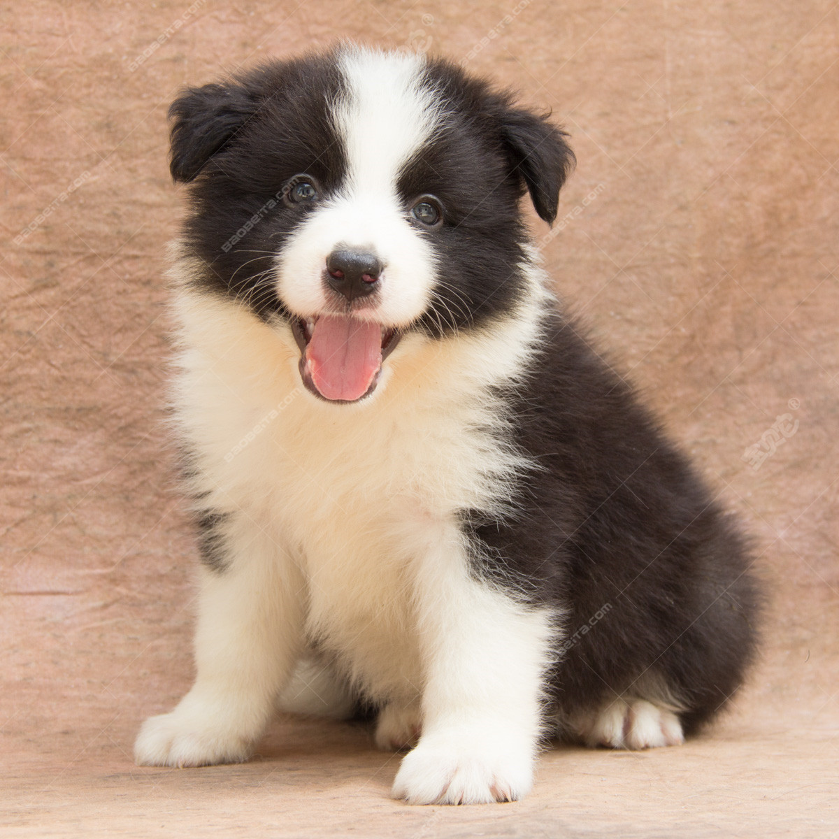 新疆发现名贵品种狗,世界上最好看的10种狗动物