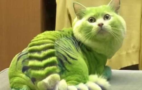 猫和同体型小老虎,猫咪从小和老虎长大后的样子