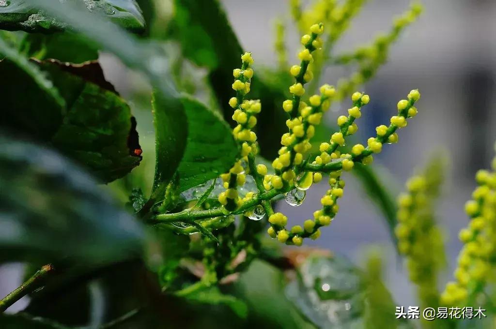 黄珠兰和白珠兰的区别,白珠兰和黄珠兰的区别