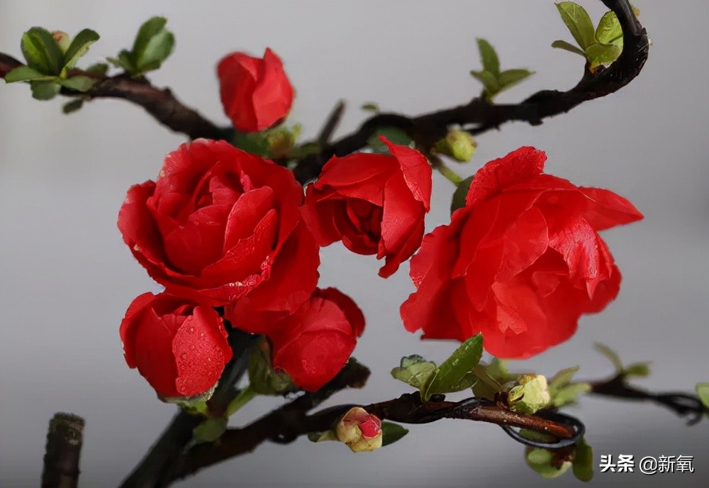 斛珠夫人美丽排行,斛珠夫人有多美