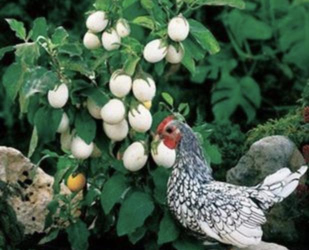 奶奶在家孵化的小鸡,奶奶家刚孵化出来的小鸡