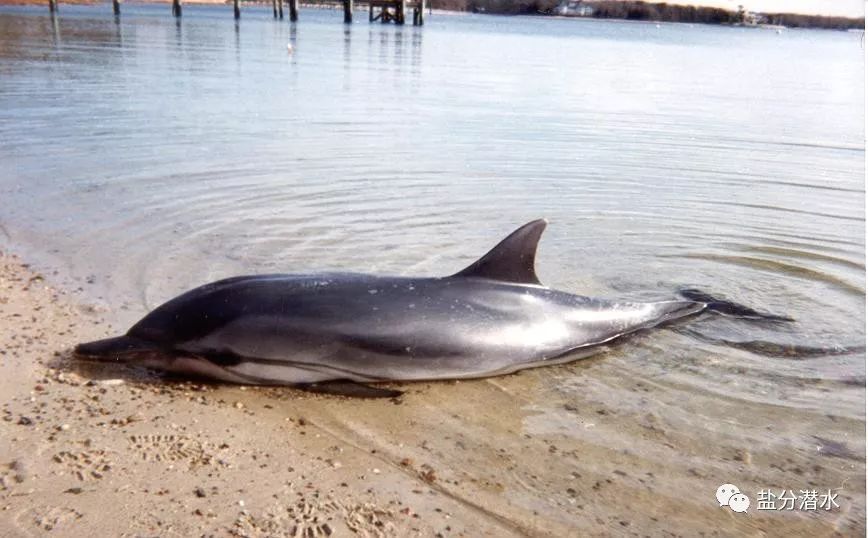 救助搁浅海洋动物,如果遇到海洋生物危险该怎么办
