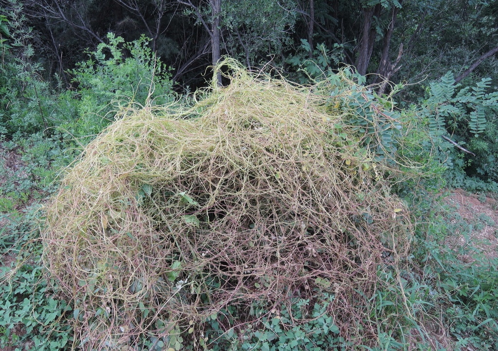 房顶长出杂草怎样消灭,墙里长出的草怎么清除