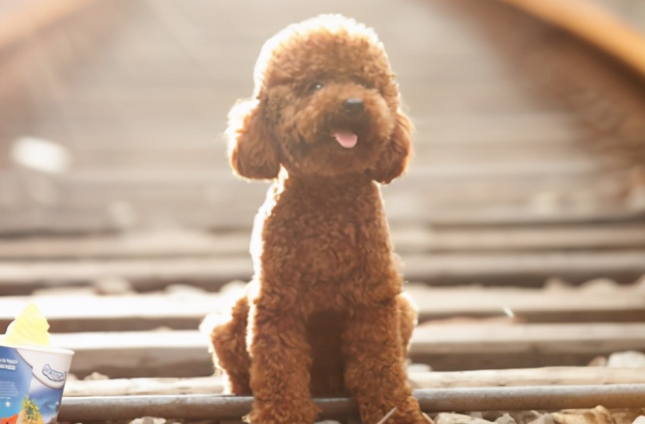 养小型泰迪犬是公的好还是母的好,泰迪犬养公的还是母的好