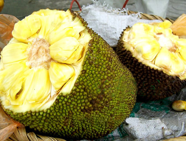 菠萝蜜种植致富项目,菠萝蜜快速种植方法