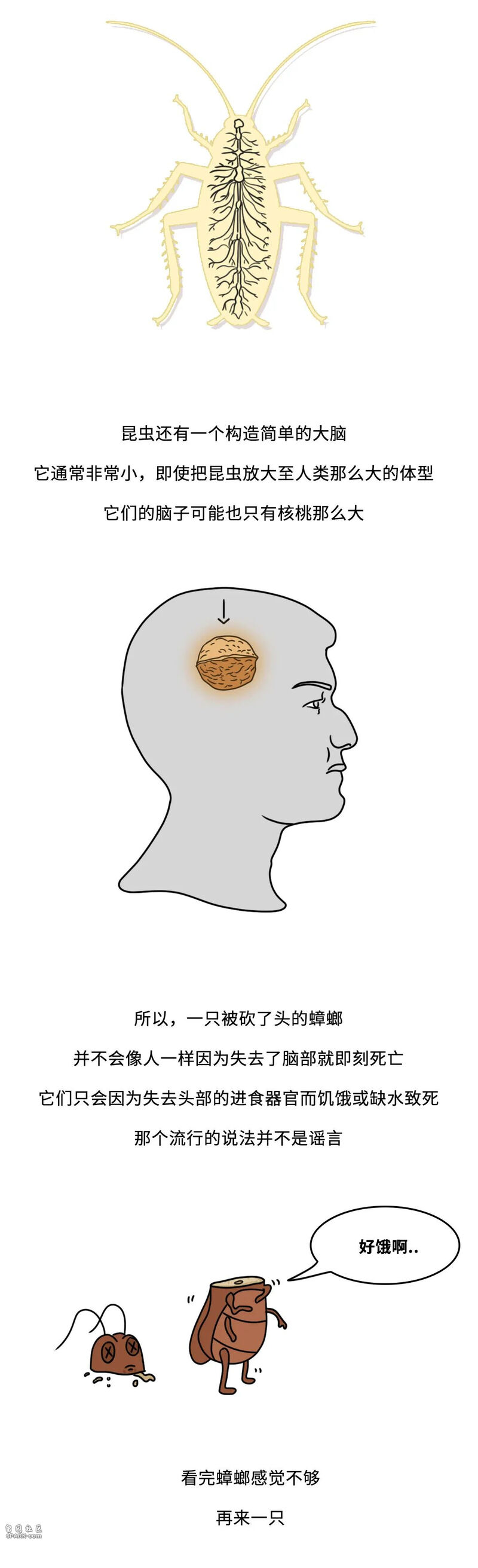 当你踩到蟑螂,蟑螂喷出来的透明液体是什么来的