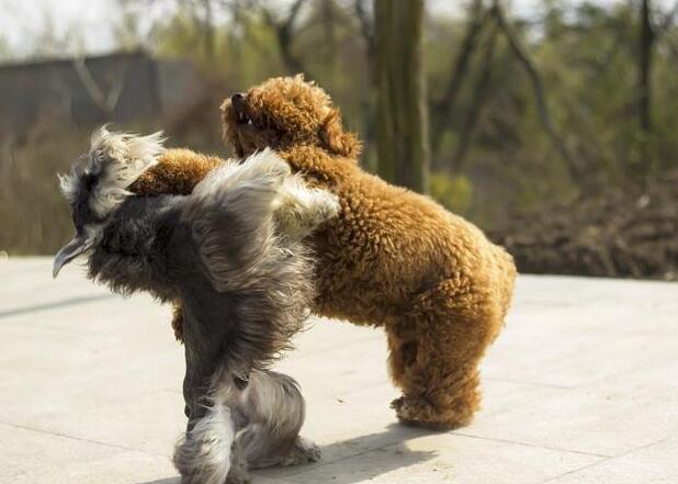 养雪纳瑞感觉好心累,养了雪纳瑞犬以后会做什么