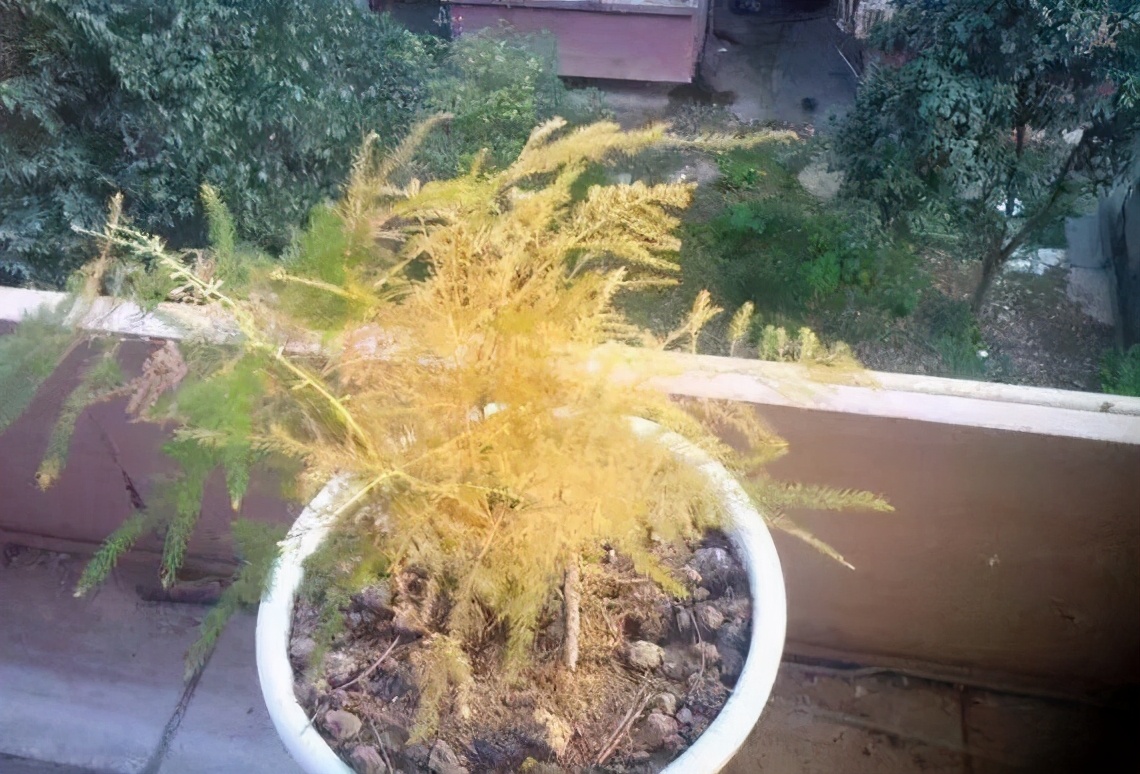 文竹叶子枯萎但根部还绿怎么办,文竹叶子枯了会返青吗