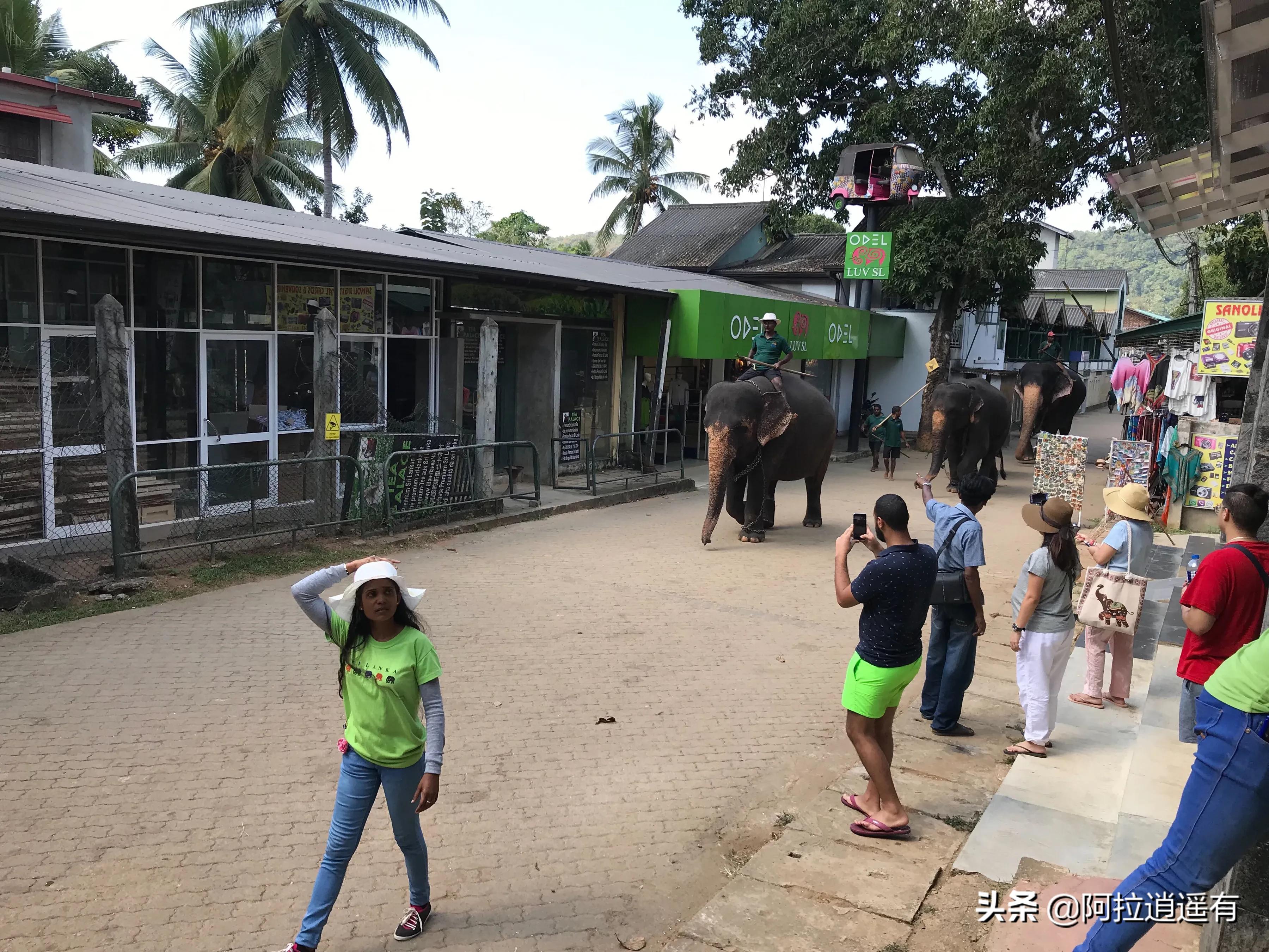 斯里兰卡大象粪便做纸,斯里兰卡大象粪便纸