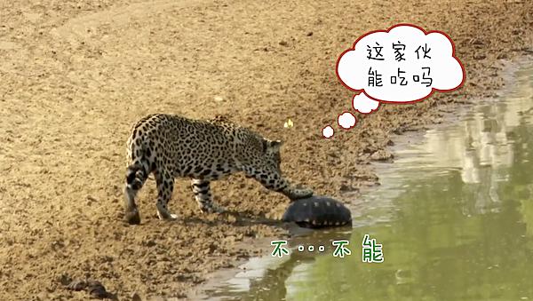 女子在湿地公园拍到豹子要吃乌龟,刚要感慨,没想到事情有了转机