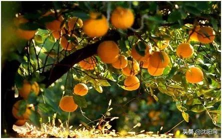 沈阳附近民宿小院,沈阳农村民宿独门独院价格