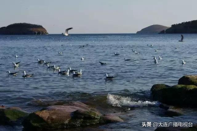 大连环城旅游巴士可以随便上下吗,大连环城巴士攻略