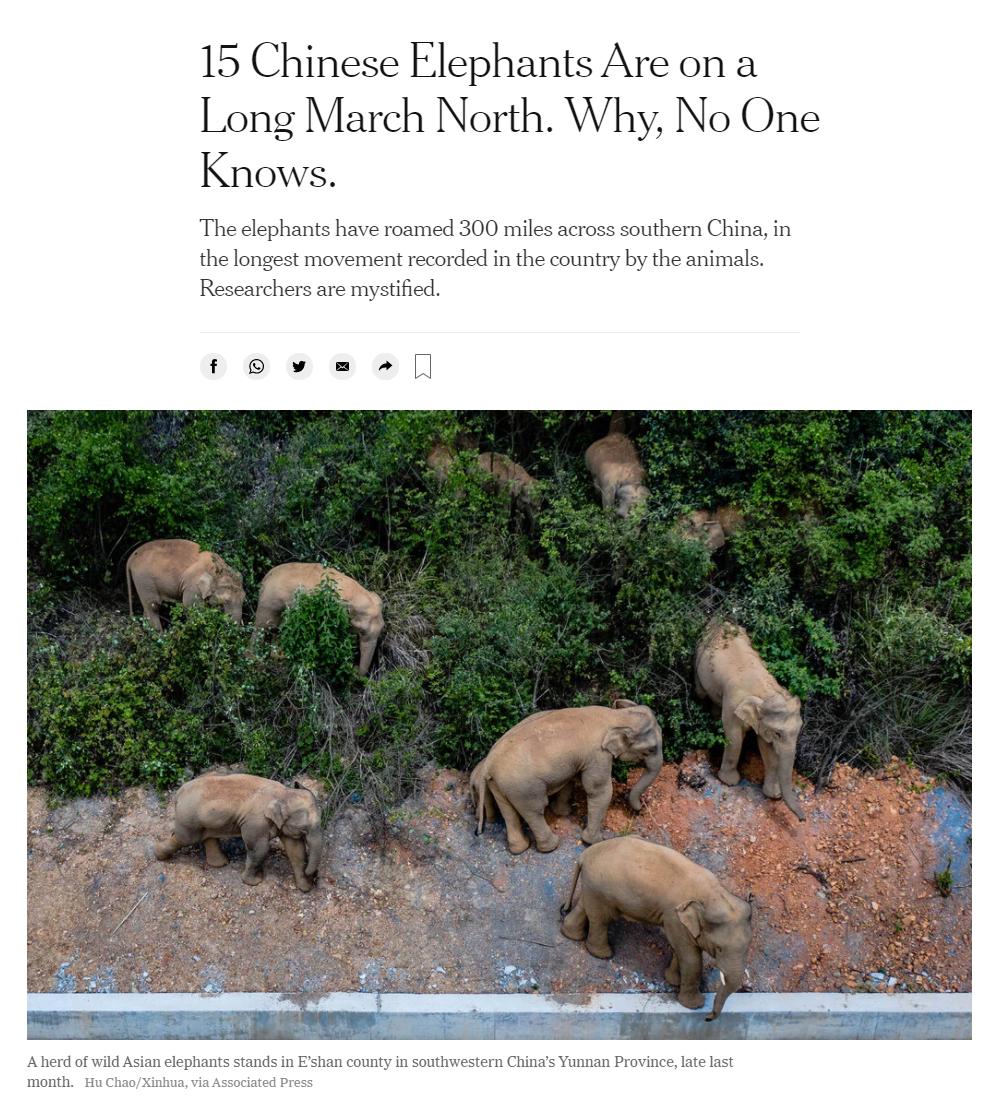 云南象萌翻全世界!外网追直播“吸大象”,夸中国护象措施太可爱