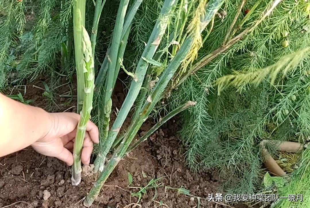 夏天最适合种植芦笋，种一次采收多年，常吃常有