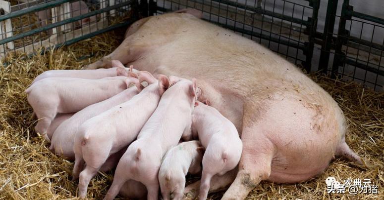 母猪夏季生病怎么治,母猪高发疫病怎么防治