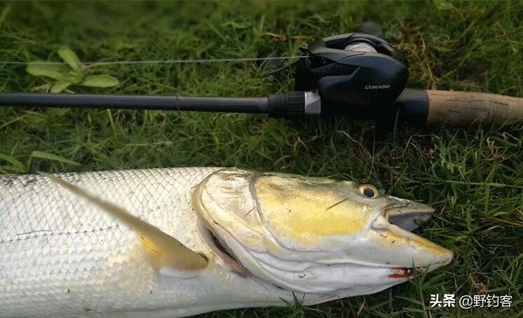 渔轮线为什么老是炸出来,垂钓杆炸线怎么办