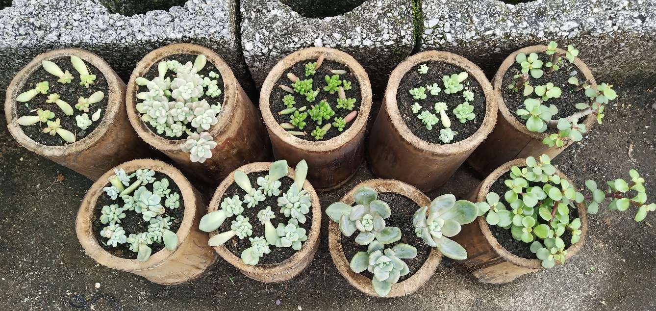 自制花盆营养水的方法,自制露台花盆土配方大全