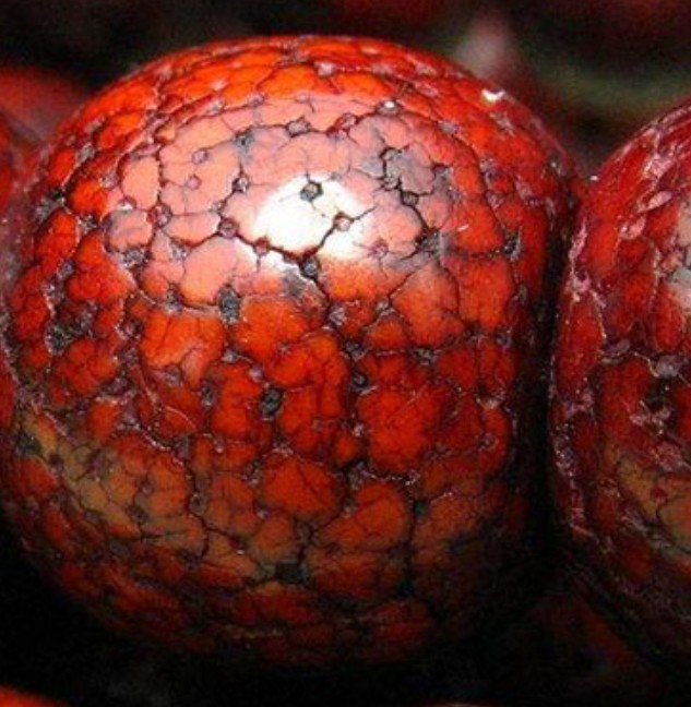 怎样让星月菩提变色慢点,星月菩提单圈绿幽灵变色