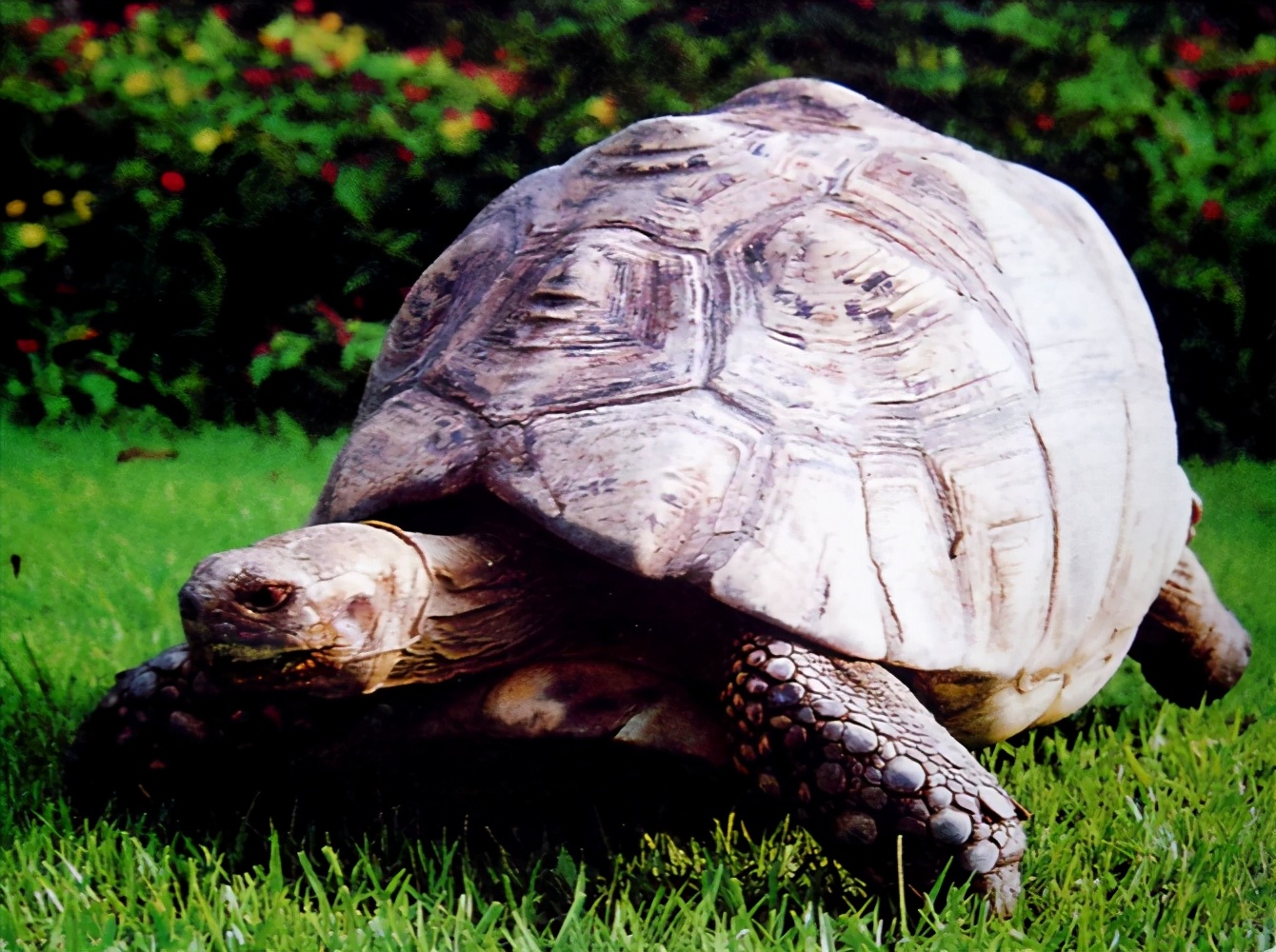 各种龟类图片大全大图,龟类展示会