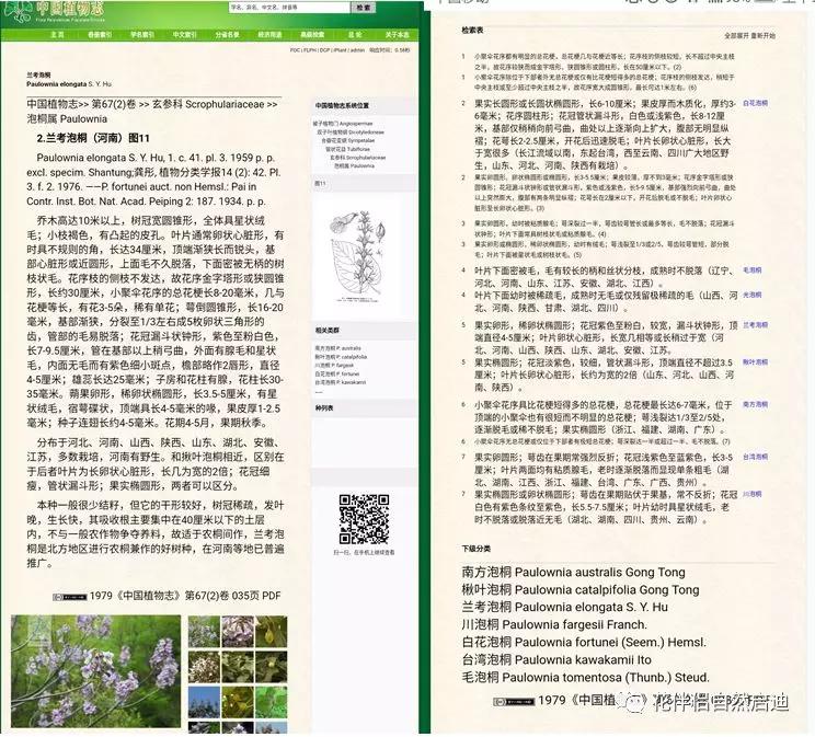 植物检索网站官网,植物检索表100种