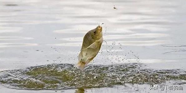 野战蓝鲫怎么解决反水,蓝鲫饵料错误用法