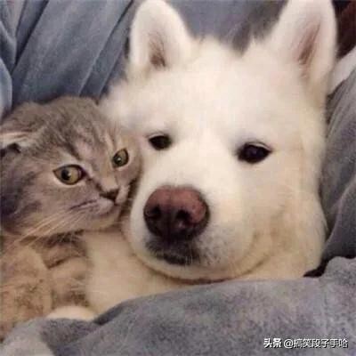 搞笑GIF：猫头鹰也是呆萌的动物，只能看不能养！