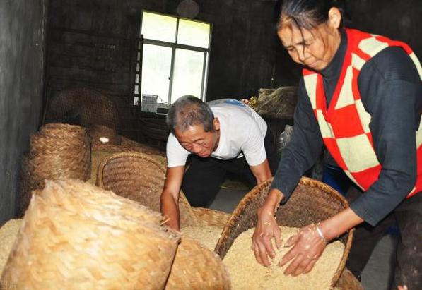 麦牛如何消灭,为什么谷物放久了会生虫
