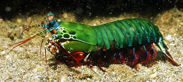 硬壳罗氏虾和软壳罗氏虾的区别,罗氏虾鳌虾甜虾有什么不同