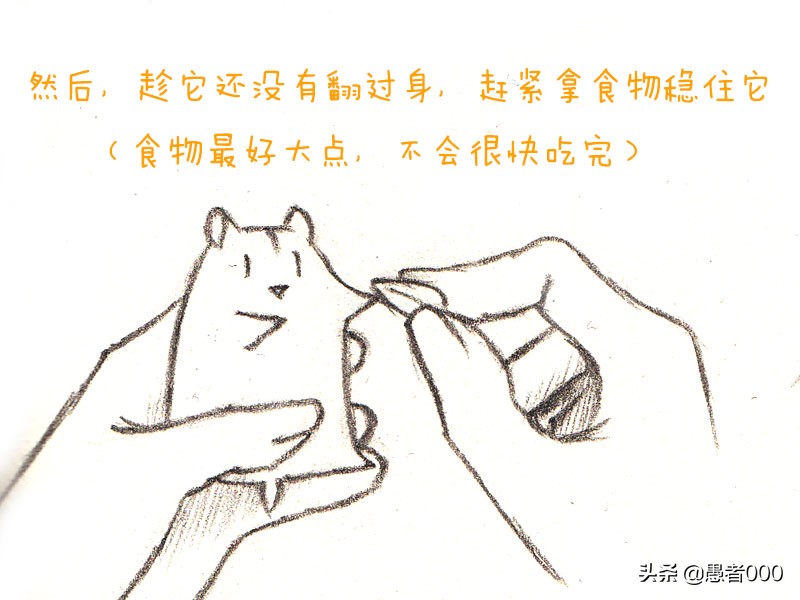 可爱的仓鼠漫画简单,画可爱的仓鼠漫画