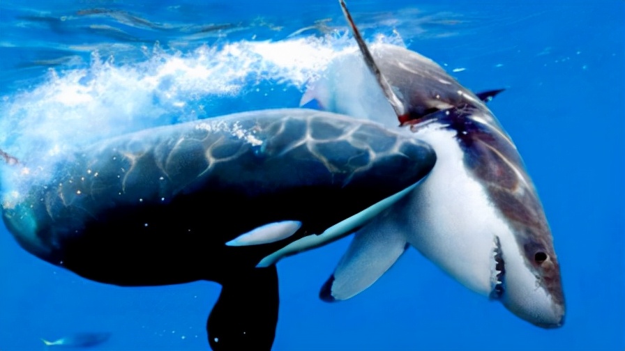 在鲸鱼肚子里是什么感觉,在鲸鱼肚子会经历什么