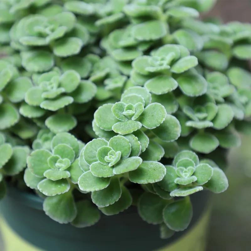 十大最怕淋雨的多肉,多肉淋雨之后掉叶片该怎么救治