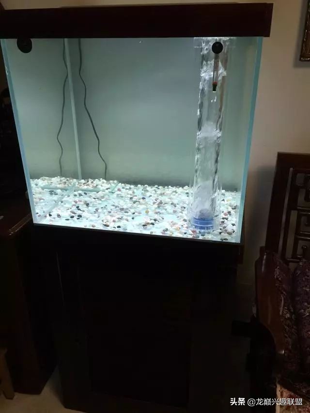 垃圾桶旁边的四方鱼缸，捡回去养了一缸金鱼，别说还挺不错
