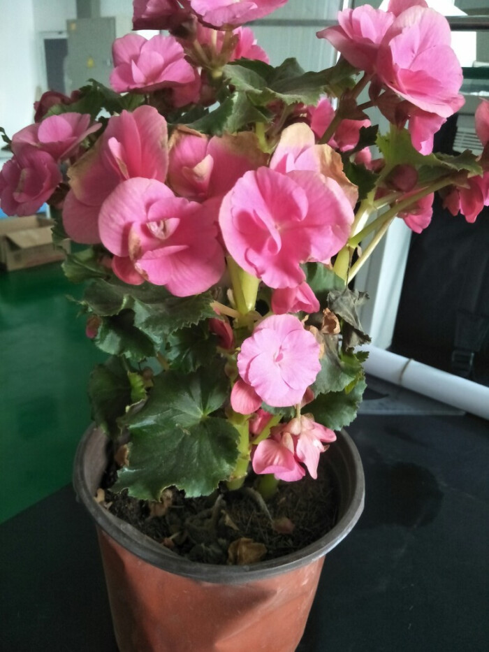 玻璃翠叶子黄了怎么做,玻璃翠花叶子发黄怎么回事