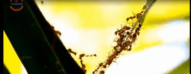 蚂蚁偷袭蜂巢,蚂蚁搭建活桥入侵蜂巢