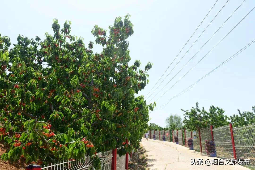 2022福山樱桃节是几月几日,富民樱桃采摘最佳时间