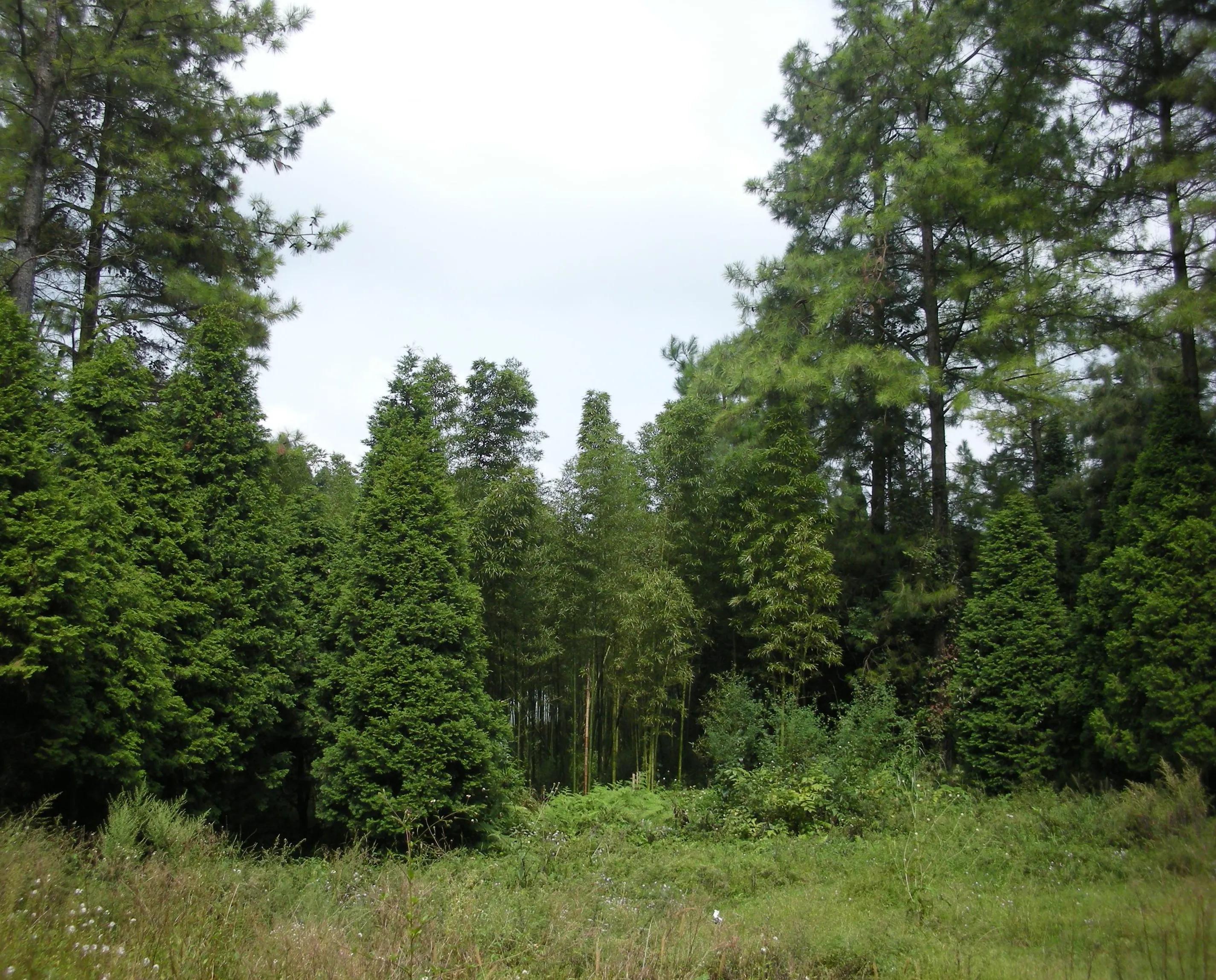 承包村里的土地到期后果树怎么办,农村土地承包到期后怎么办