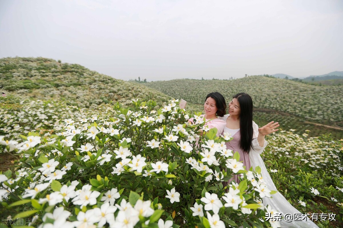 每天认识一味中药栀子,每天一味中药栀子