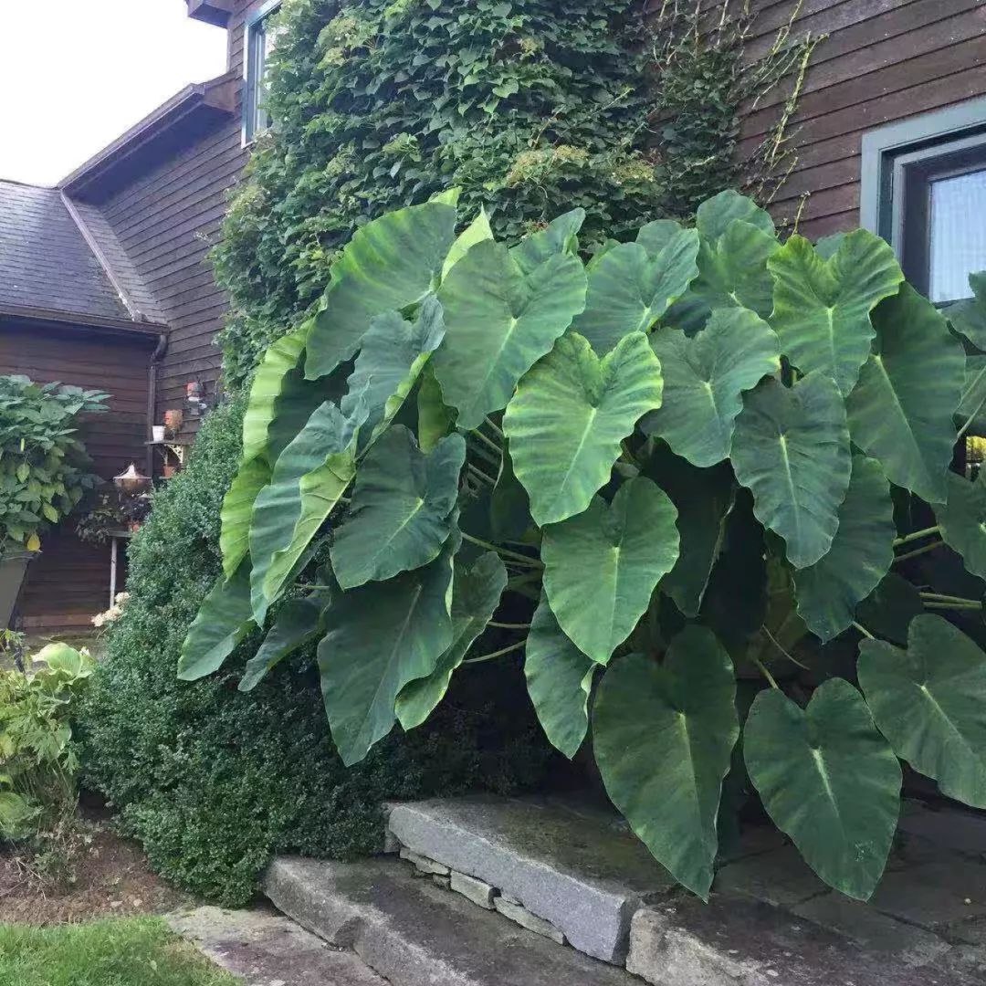 94种常见唯美观叶植物,会开花的绿色硬叶植物