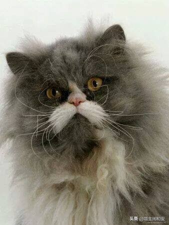 猫胡须的资料,猫胡子的10个小秘密
