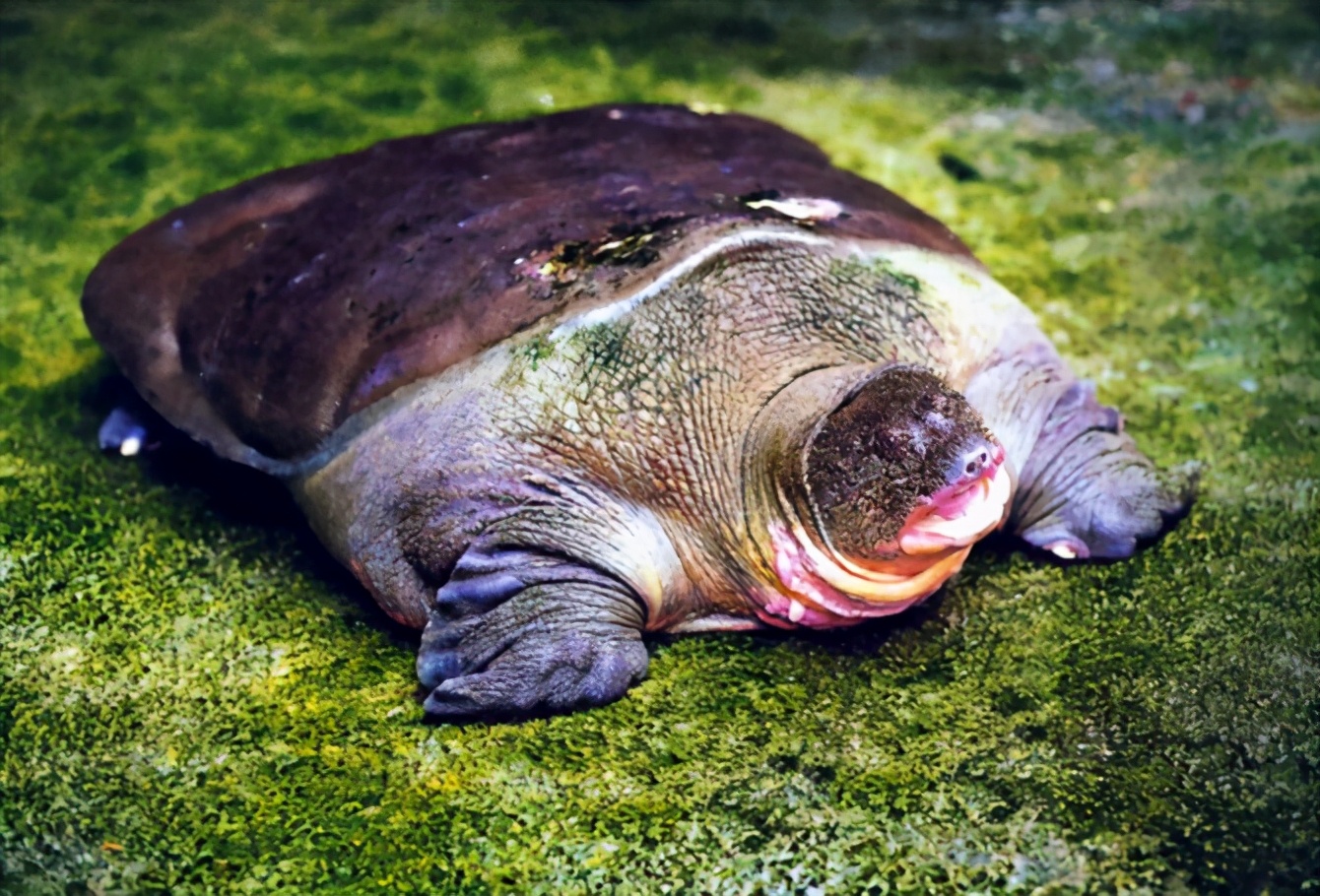 各种龟类图片大全大图,龟类展示会