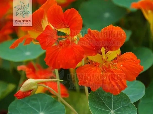 绣球花的花瓣好漂亮！等等，你确定那是花瓣？