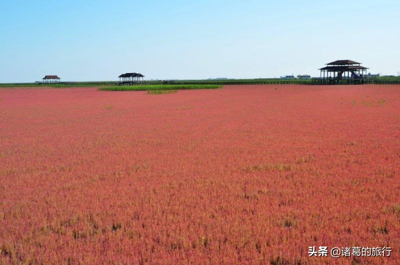盘锦红色海滩美景,这个秋天一定要去海边看看