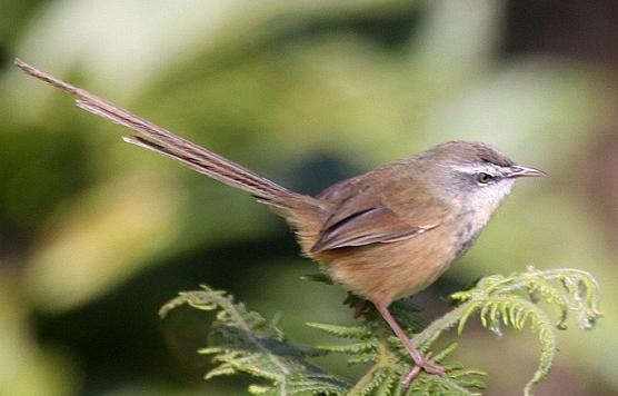 广东常见鸟类图谱和名称图文,东江揽胜鸟类