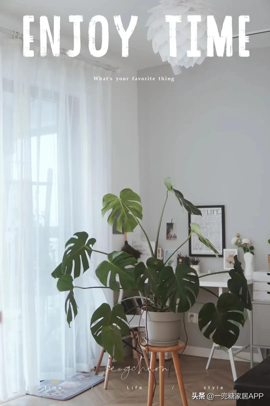 手残党绿植大全,给大家推荐几款超好养的绿植