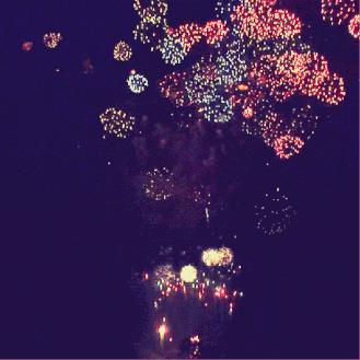 稀奇古怪的月季花,月季几款妖花