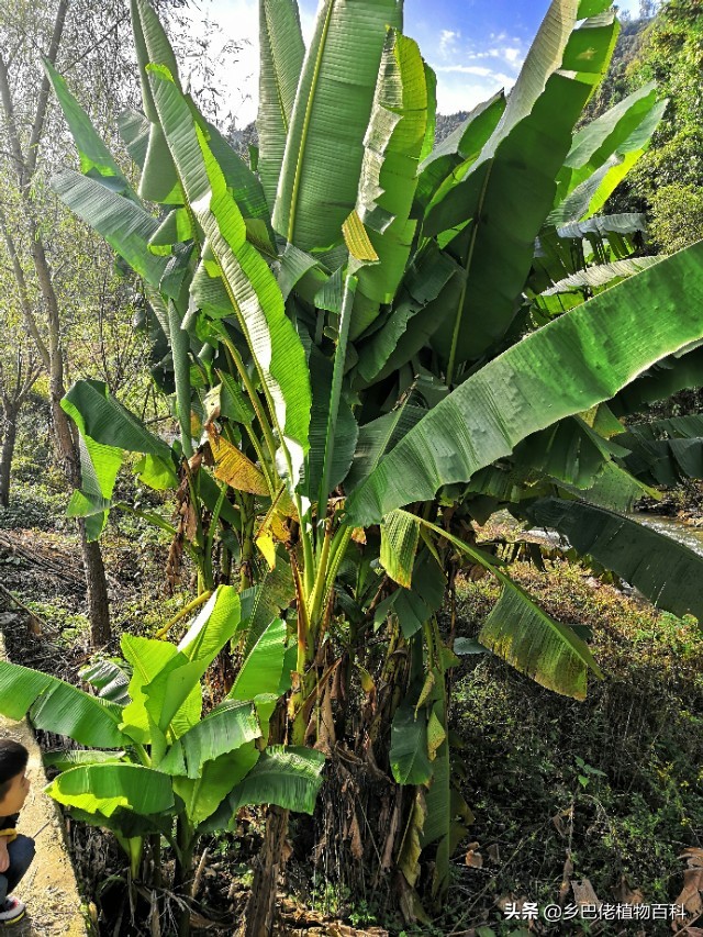 芭蕉树和香蕉树的图片大全,香蕉芭蕉树长什么样