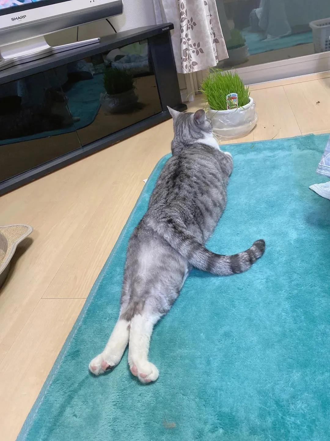 猫的终极凡尔赛：你的屏幕放不下我的腿